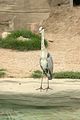 leipzig zoo-01_07_2011_zoo_allgemein_396